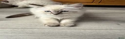 Ragdoll cats for sale: Stunning pure ragdoll kittens 10 weeks old - Advert 10