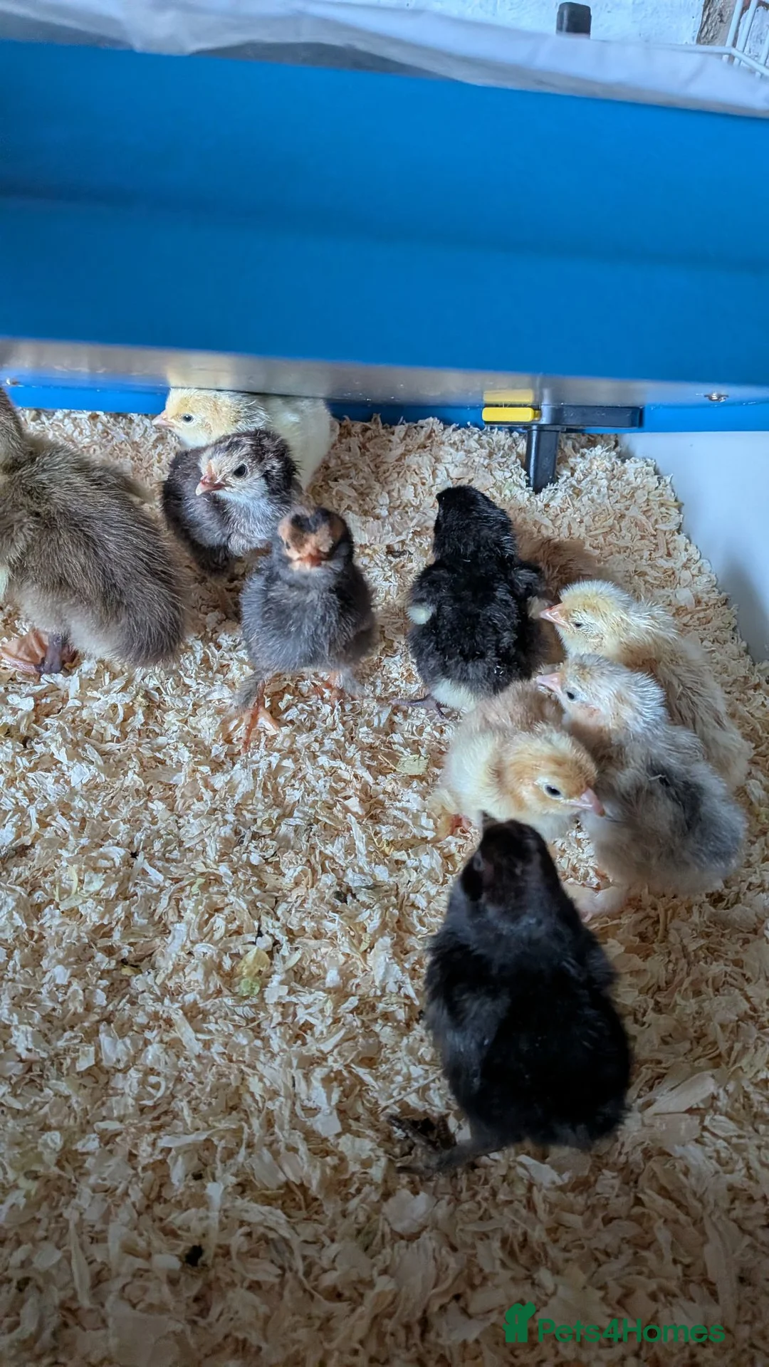 Chickens poultry for sale: Day old bantums and hybrids  - Advert 3