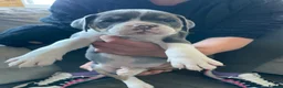 Old Tyme Bulldog dogs for sale: 6 left beautiful old tyme English bulldog puppies  - Advert 3