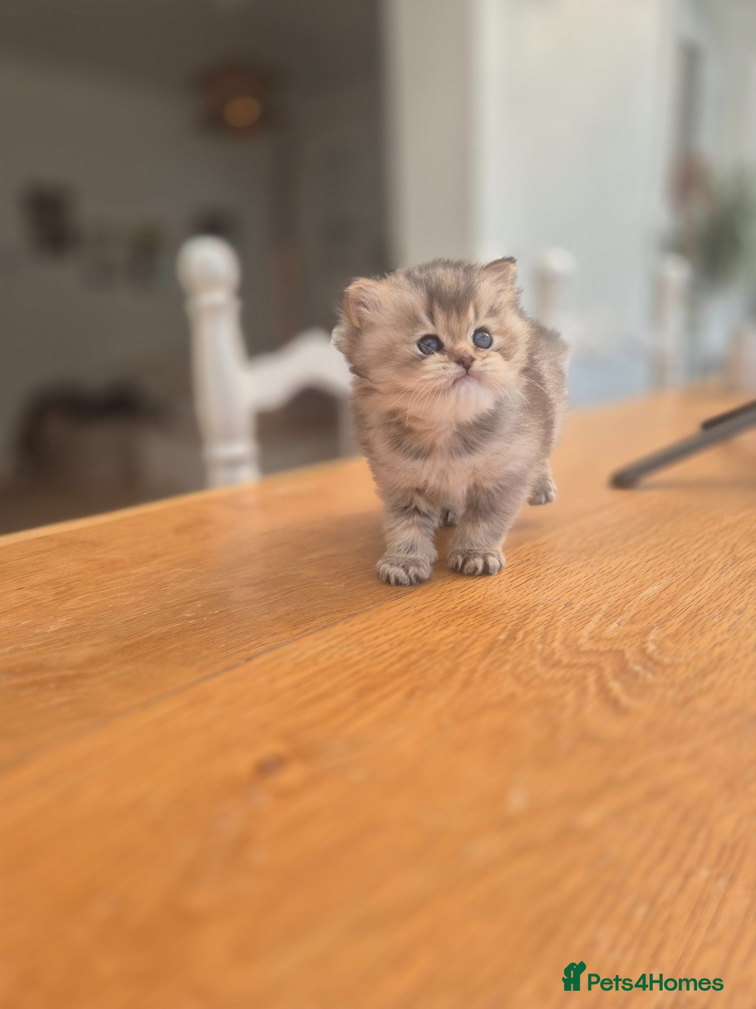 British Longhair cats Cutest British Longhair  - Advert 17