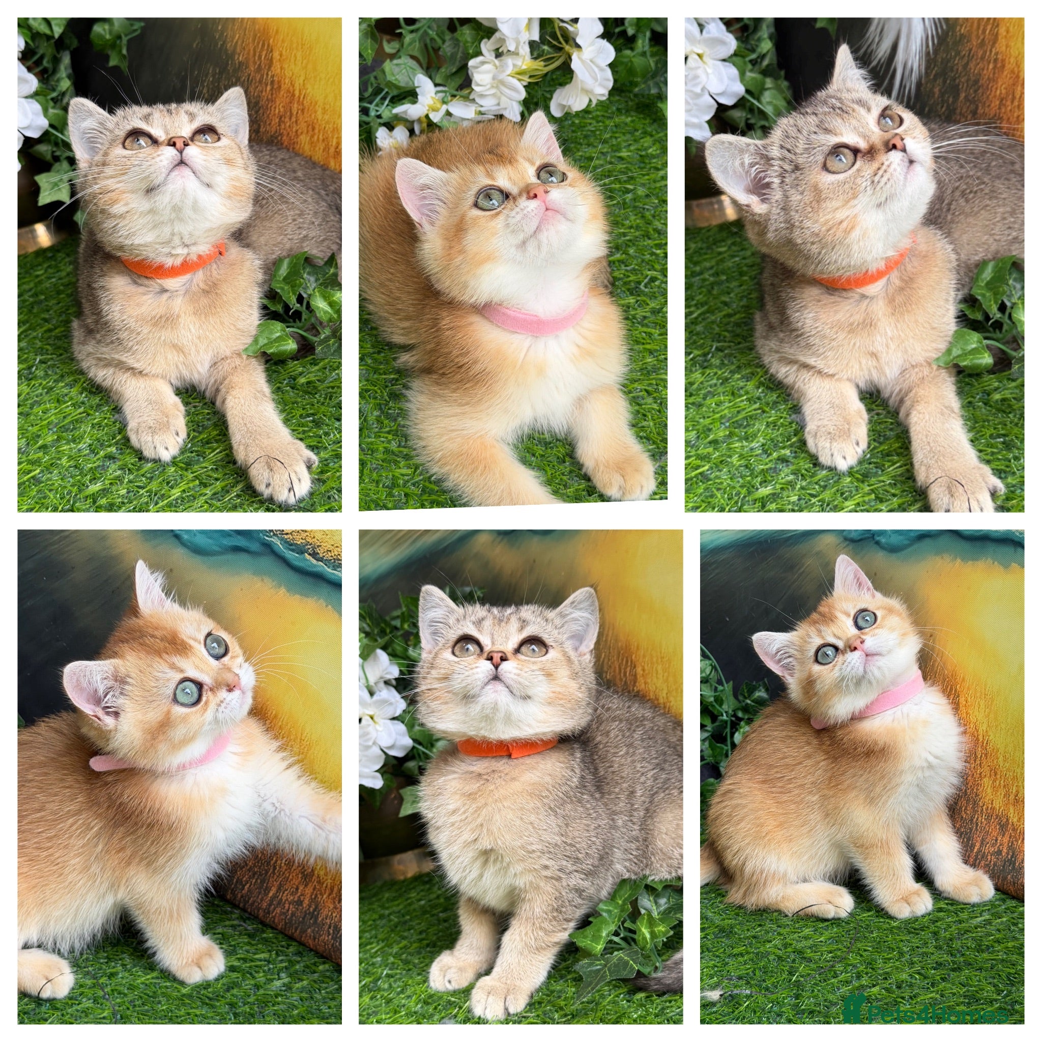 British Shorthair cats British Shorthair golden kittens GCCF  - Advert 1