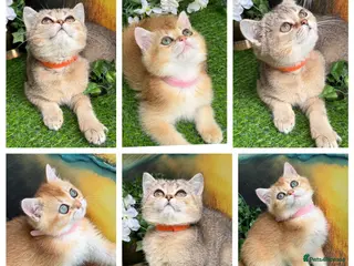 British Shorthair cats British Shorthair golden kittens GCCF - Advert 1