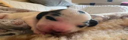 Cocker Spaniel dogs for sale: Gorgeous KC babes from full health checked parents - Advert 2