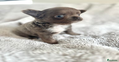 Chihuahua dogs - Advert 5