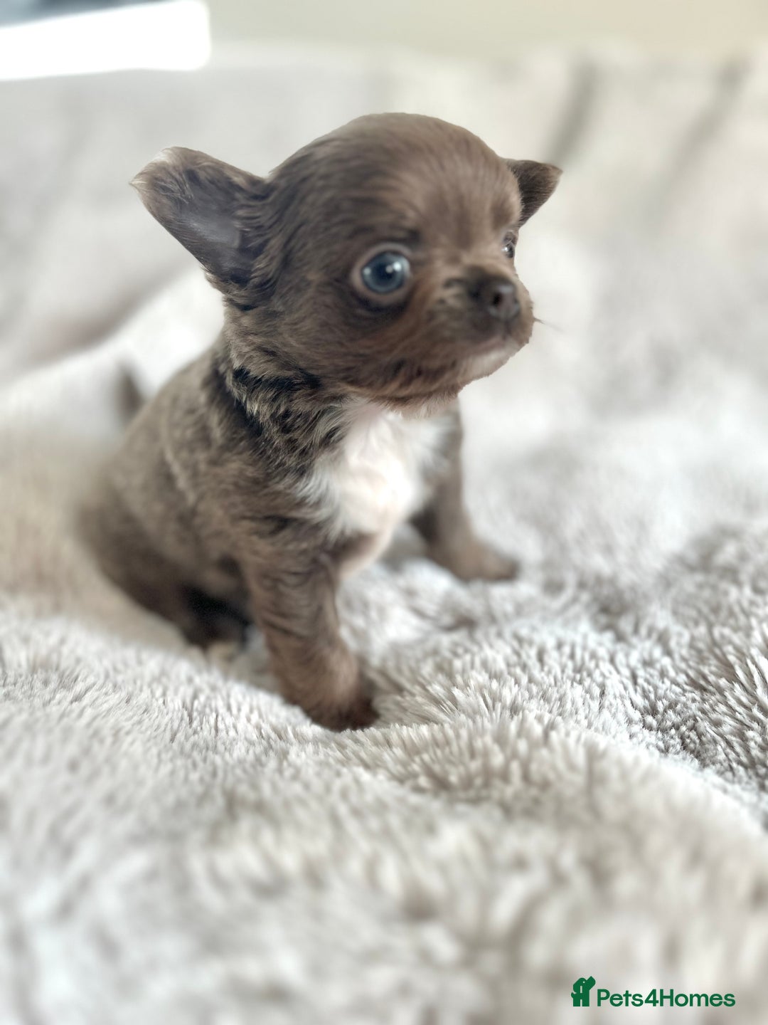 Chihuahua dogs for sale: Stunning Lilac  long coat chihuahua boy KC REG - Image 2