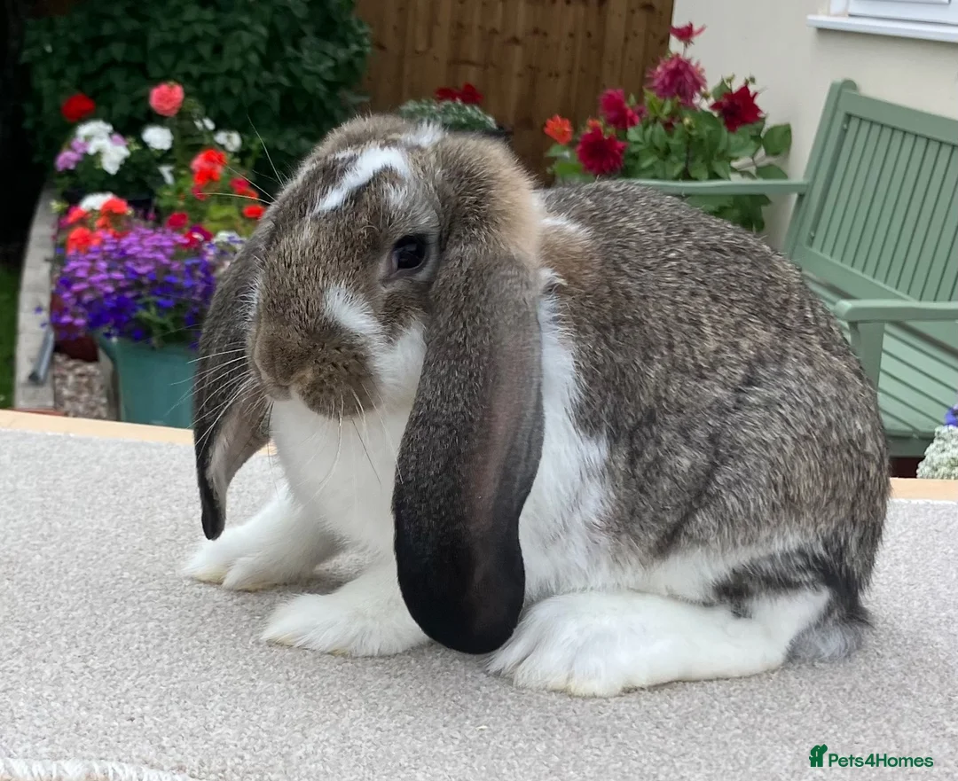 French Lop rabbits for sale: Young French Lops - Advert 1