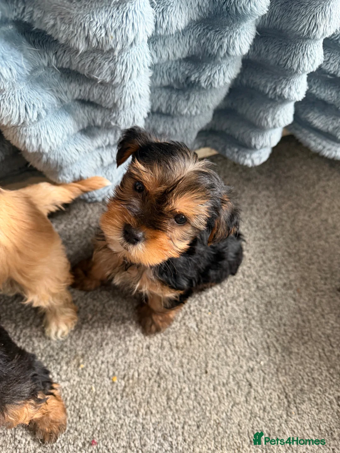 Yorkshire Terrier dogs for sale: Yorkshire terrier in Preston - Advert 3