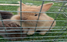 Mixed Breed rabbits for sale: 8 fluffy beautiful bunnys in Goole - Image 11