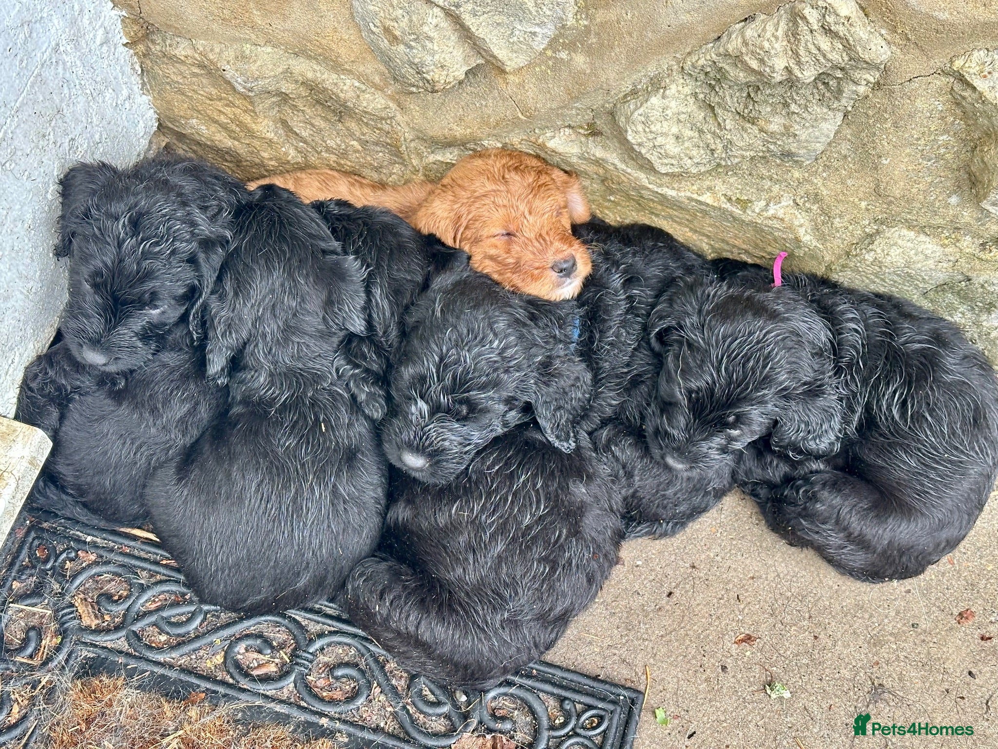 Labradoodle dogs Miniature labradoodle pups - Advert 5