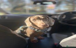 Miniature Dachshund dogs for sale: 6 Month Miniature Dachshund - Advert 4