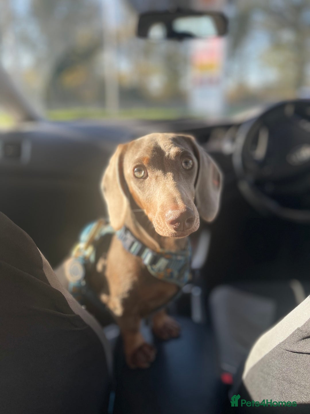 Miniature Dachshund dogs for sale: 6 Month Miniature Dachshund - Advert 4