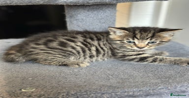 Mixed Breed cats - Advert 2