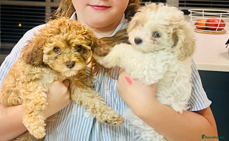 Cavapoochon dogs - Advert 2