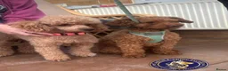 Toy Poodle dogs for stud: Red Toy Poodle Stud - Advert 4