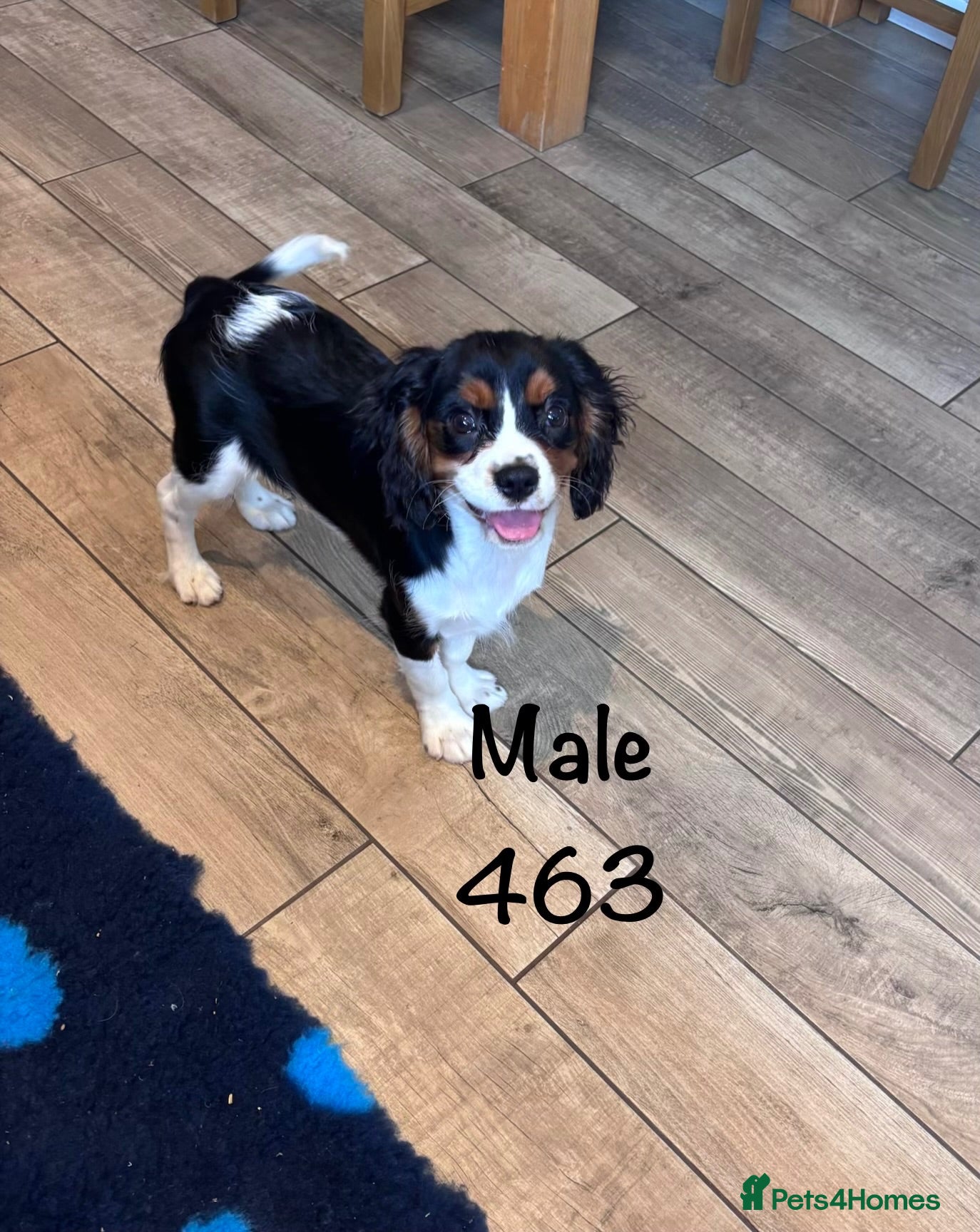 Cavalier King Charles Spaniel dogs Gorgeous chunky little puppies READY now - Advert 2