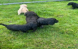 Cockapoo dogs for sale: Cockapoo Hypoallergenic F2B Pups - Full jabs - Image 9