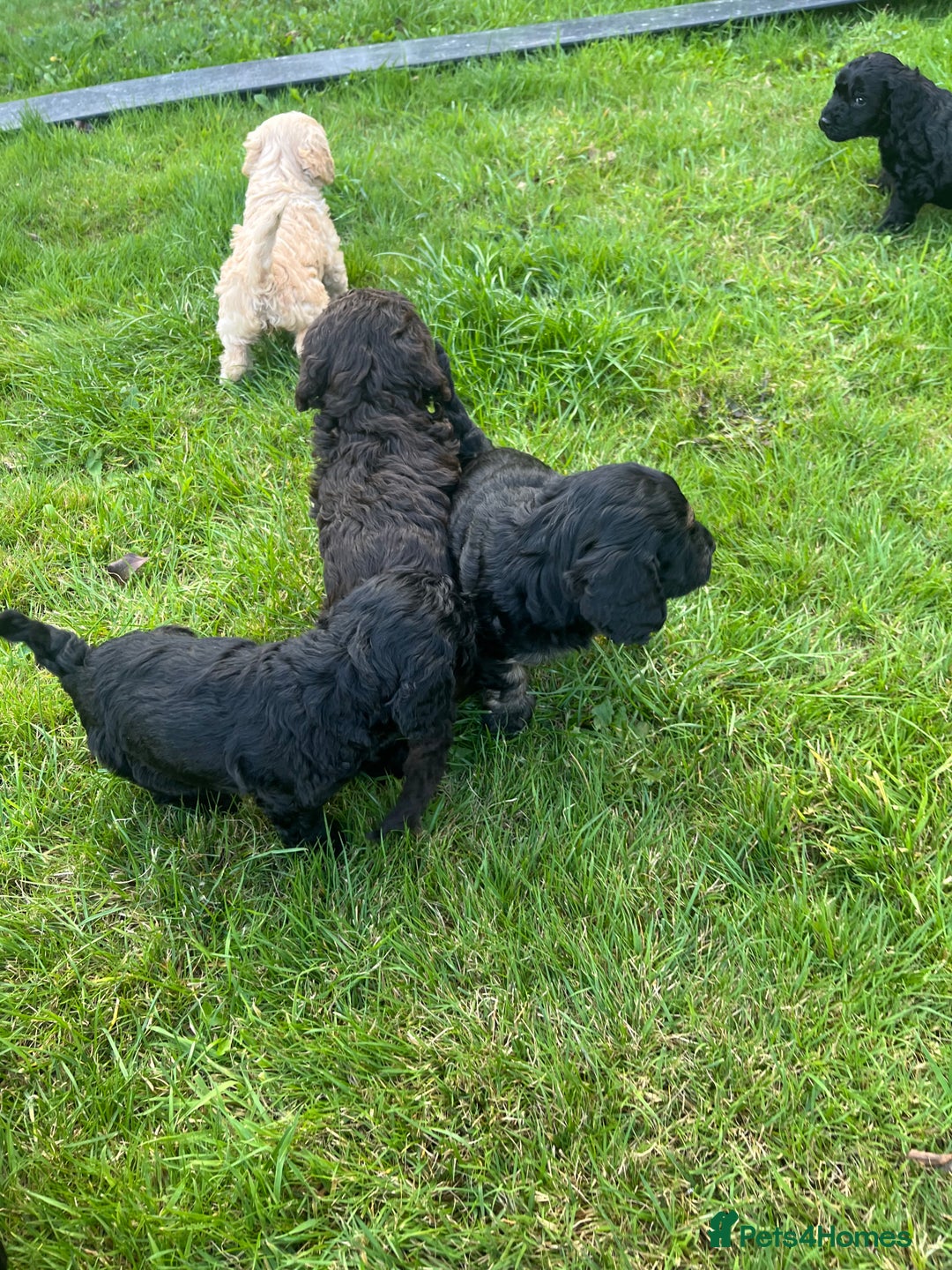 Cockapoo dogs for sale: Cockapoo Hypoallergenic F2B Pups - Full jabs - Image 9