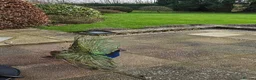 Peafowl poultry for sale: Beautiful Male Peacock For Sale - 2 1/5 years old - Advert 4