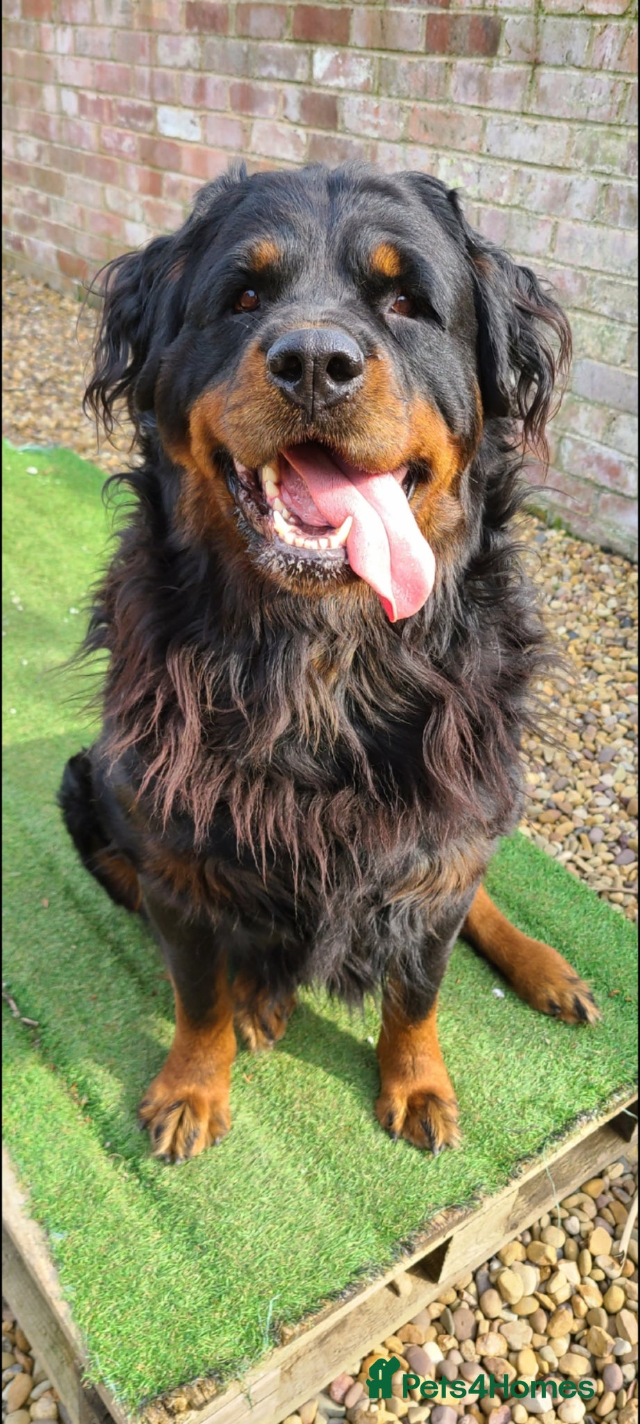 Rottweiler dogs for sale: Long Haired Fluffy Rottie Pups. Full Health Tested - Advert 1