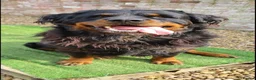 Rottweiler dogs for sale: Long Haired Fluffy Rottie Pups. Full Health Tested - Advert 1