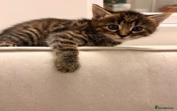 Mixed Breed cats for sale: Two female kittens for sale - Image 8