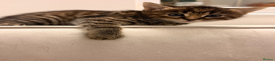Tabby female