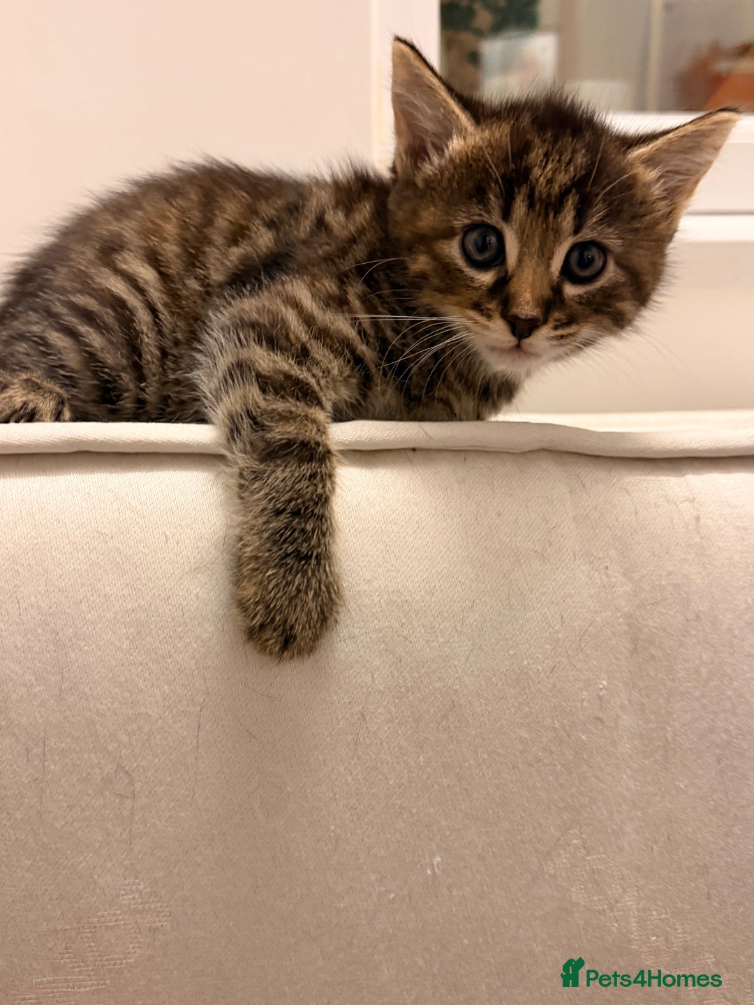 Mixed Breed cats for sale: Two female kittens for sale - Image 8