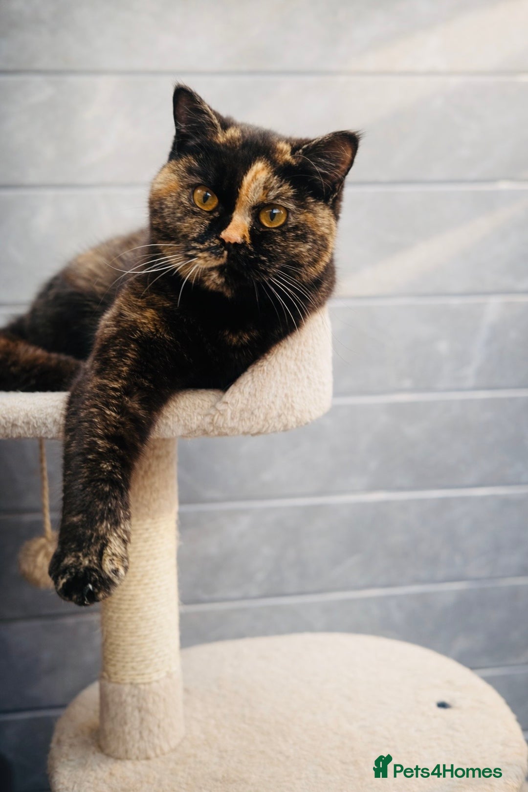 British Shorthair cats for sale: 18 Week RARE Tortoiseshell British Shorthair Girl - Advert 3