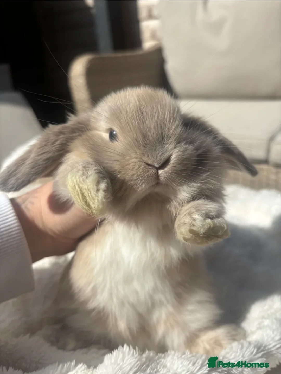 Mini Lop rabbits for sale: 2 Beautiful Mini Lops  - Advert 2
