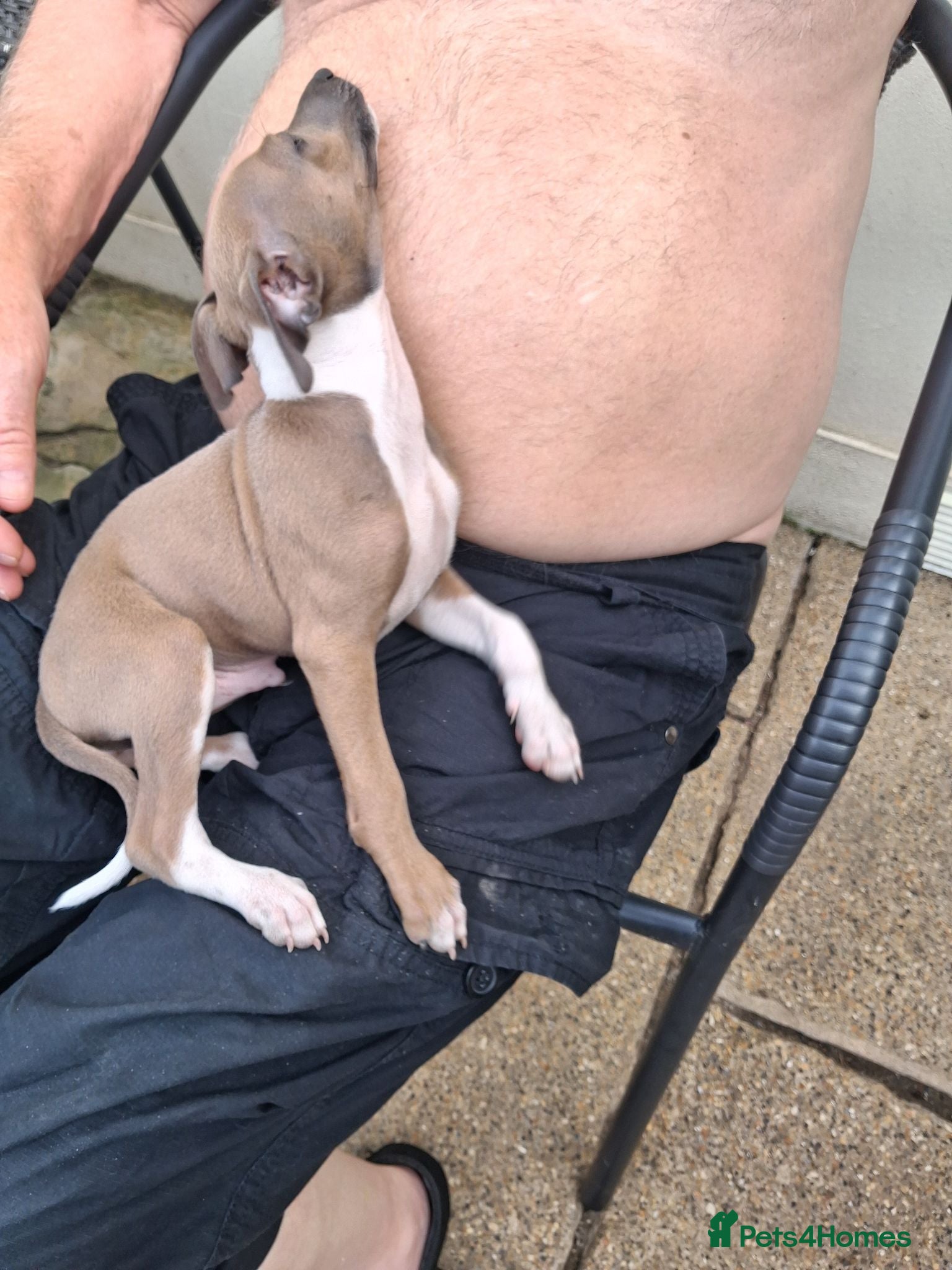 Italian Greyhound dogs KC Registered Italian Greyhound Dog Puppy for sale - Advert 2