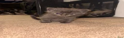 Mixed Breed cats for sale: Beautiful grey tabby kittens  - Advert 8