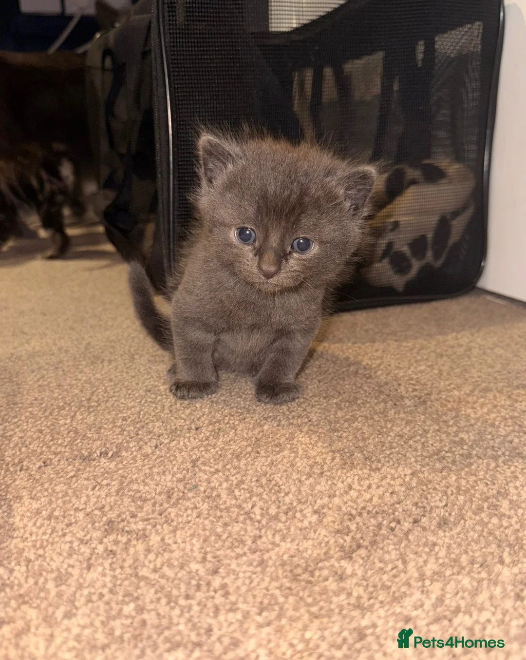 Mixed Breed cats for sale: Beautiful grey tabby kittens  - Advert 8