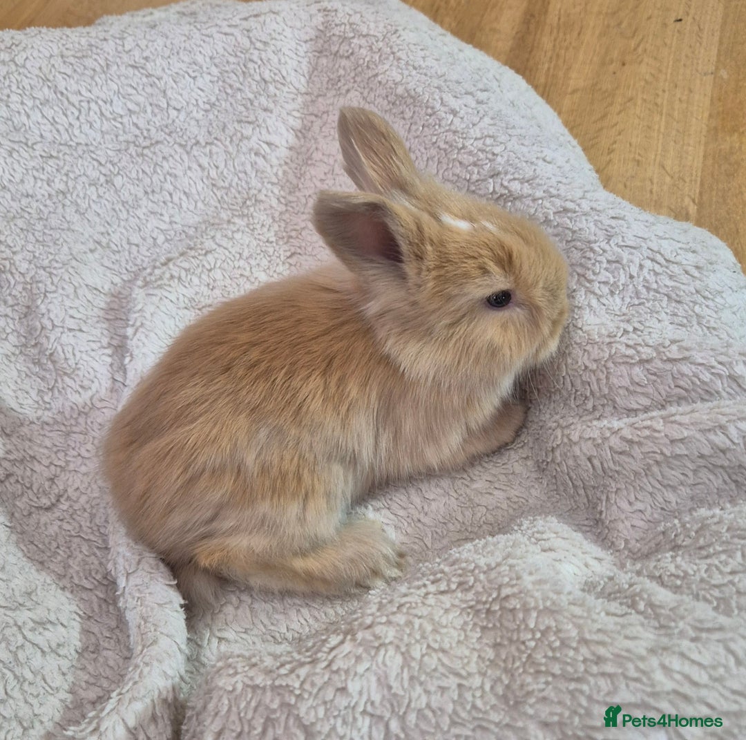 Angora rabbits for sale: Gorgeous Angora Rabbits,  Full (Maxi) faced - Advert 4