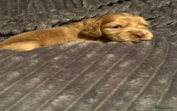 Cocker Spaniel dogs for sale: 🐾Cocker Spaniel Puppies-Ready in 5 Weeks🐾 - Image 31