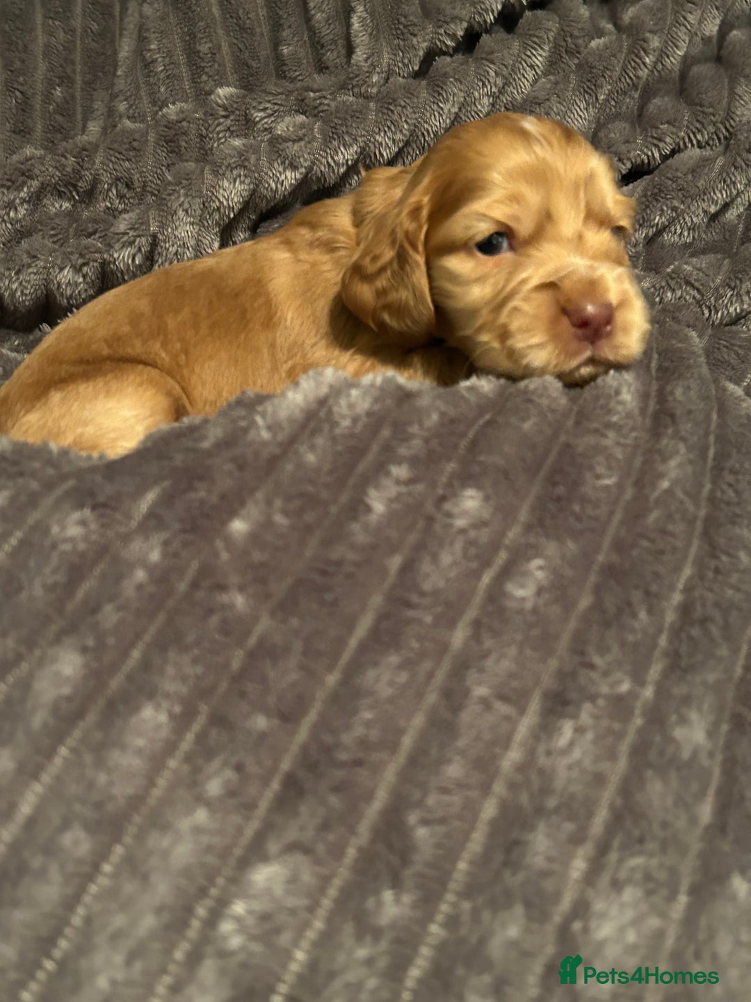 Cocker Spaniel dogs for sale: 🐾Cocker Spaniel Puppies-Ready in 5 Weeks🐾 - Image 31