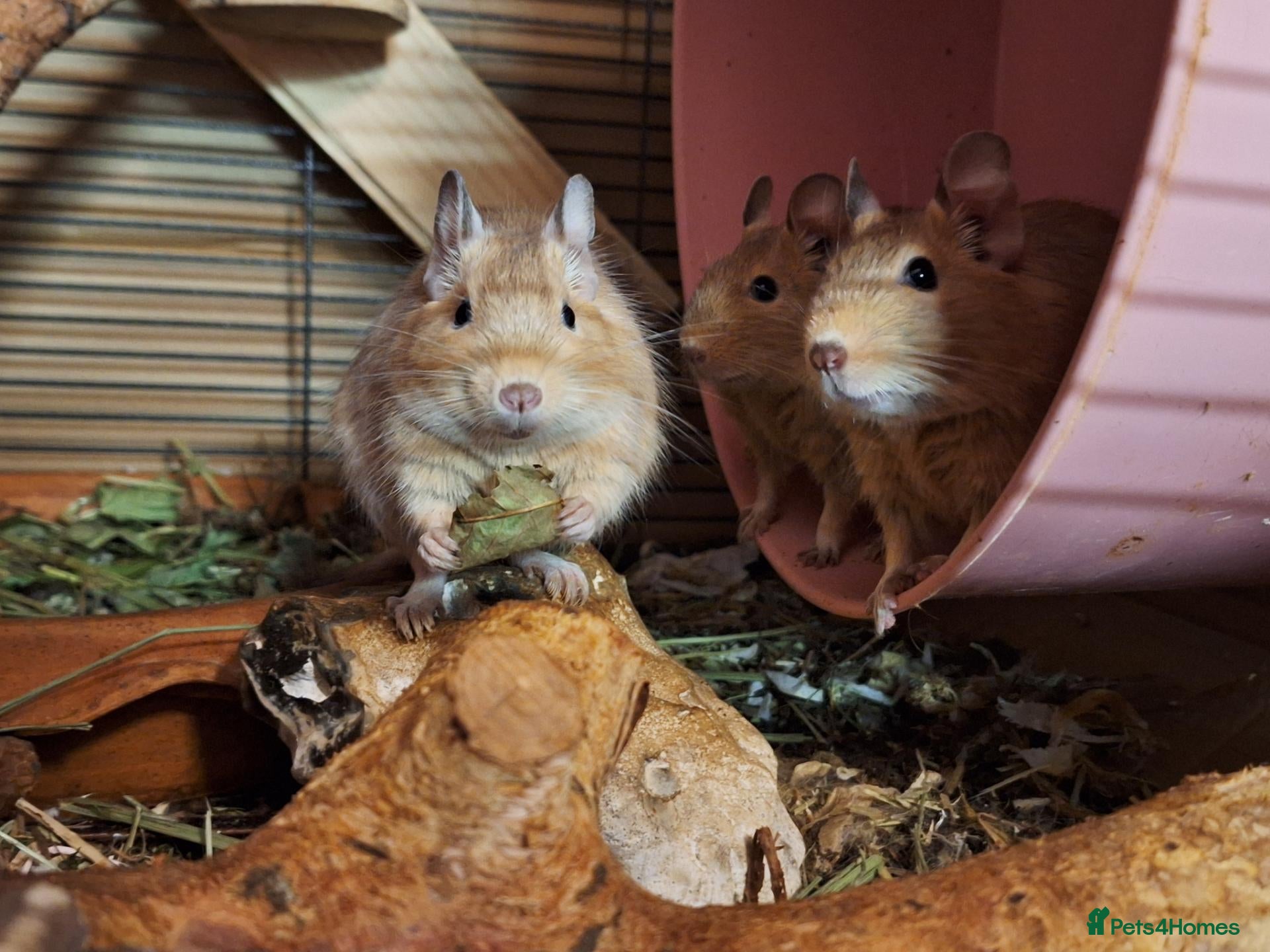 Degus rodents Trio of Sandy Female Degus - Advert 4