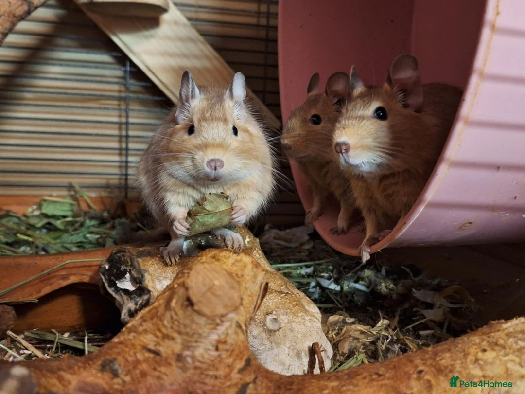 Degus rodents for sale: Trio of Sandy Female Degus - Advert 1