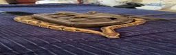 Python Snake reptiles for sale: Effy The Royal Python in Tiverton - Advert 4