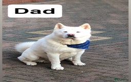 Mixed Breed dogs for sale: F1 Caucasian shepherd x American Akita - Image 11