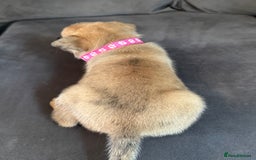 Mixed Breed dogs for sale: 5 x French Pomerdogs - Image 18