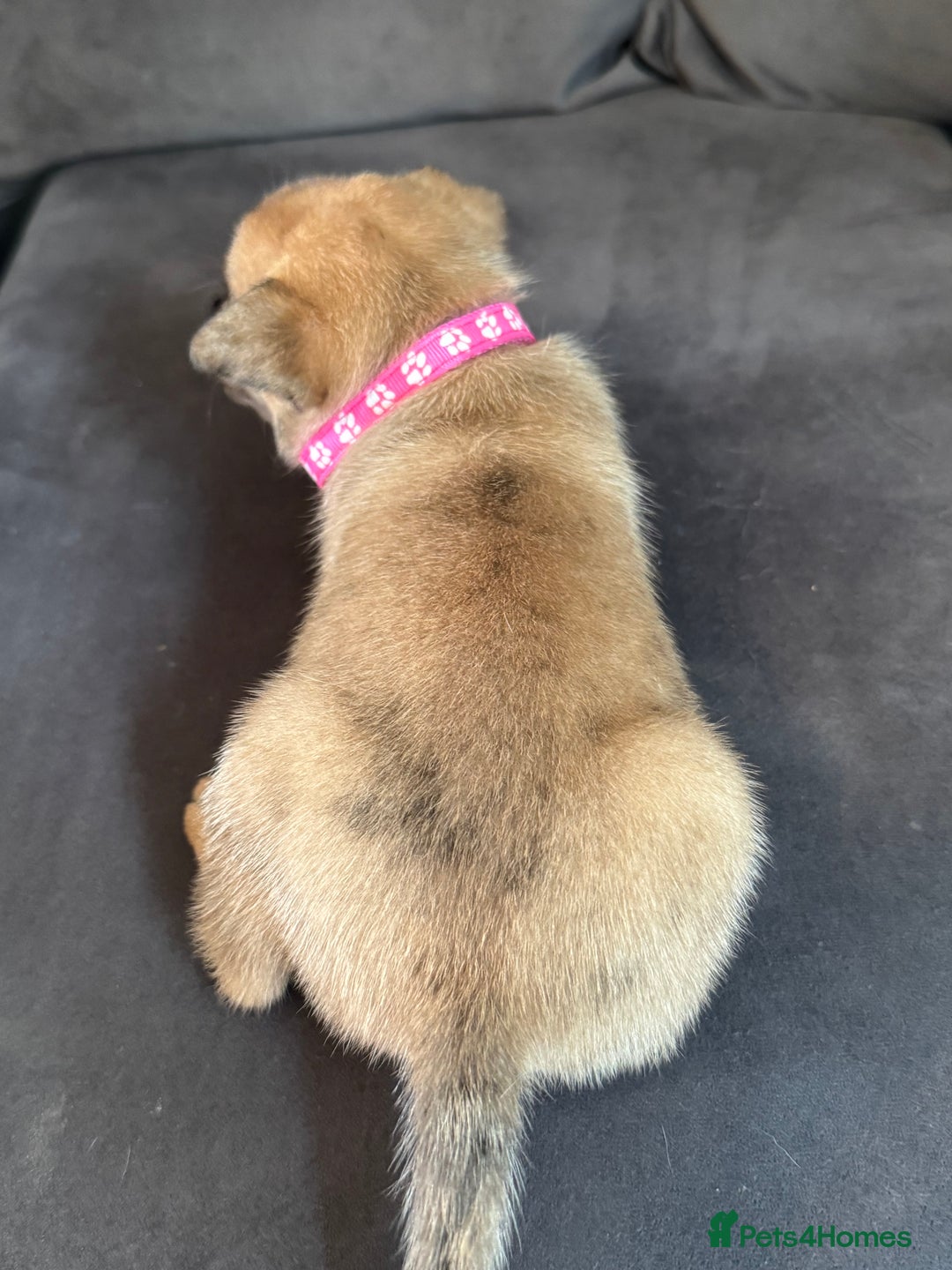 Mixed Breed dogs for sale: 5 x French Pomerdogs - Image 18