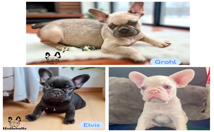 French Bulldog dogs - Advert 4