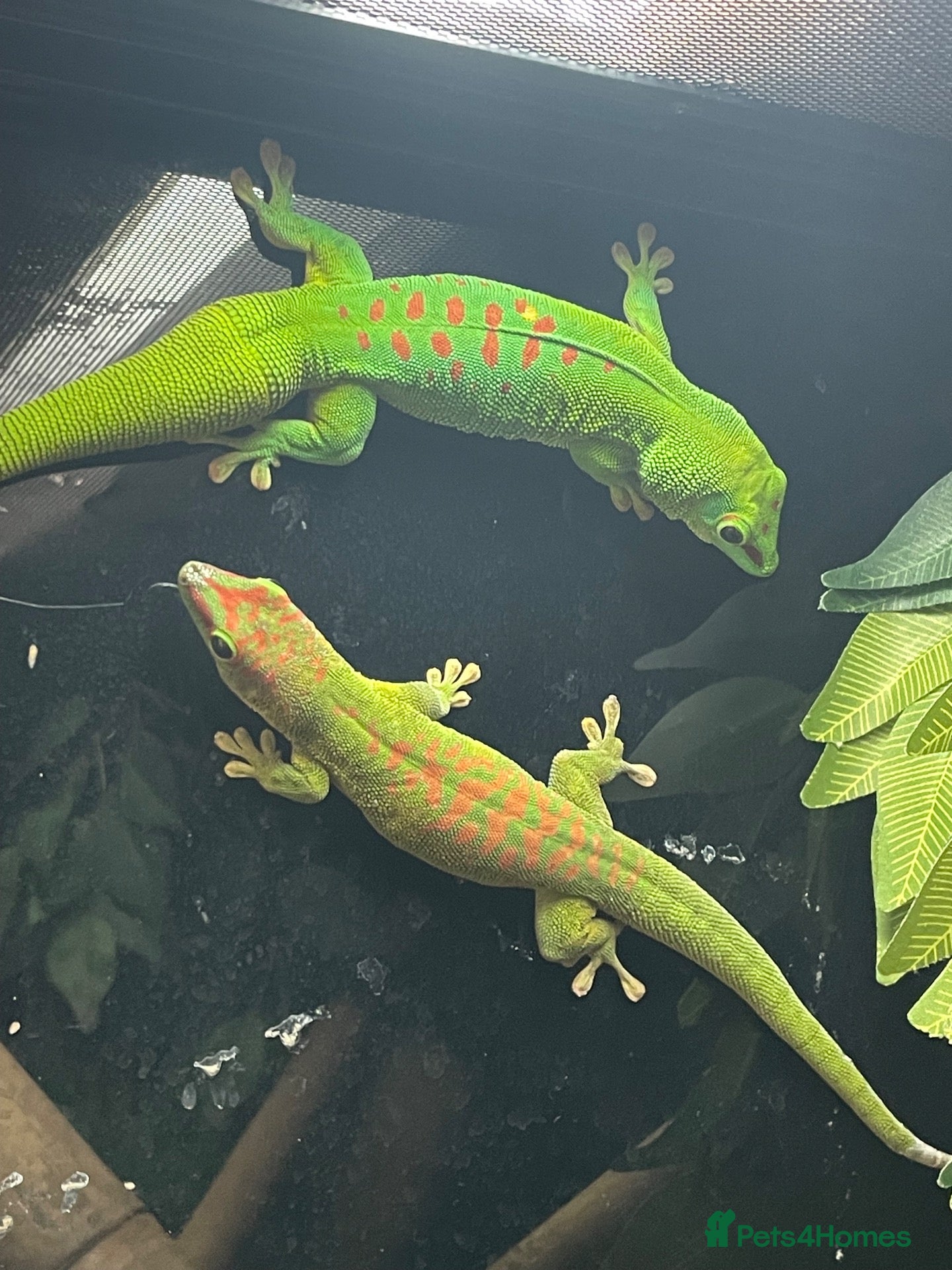Mixed Breed reptiles Reptiles for sale - Advert 1