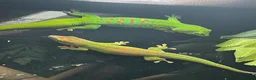 Mixed Breed reptiles for sale: Reptiles for sale in Taunton - Advert 11