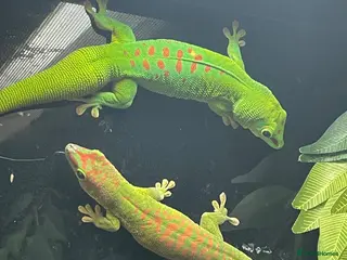 Mixed Breed reptiles Reptiles for sale - Advert 1