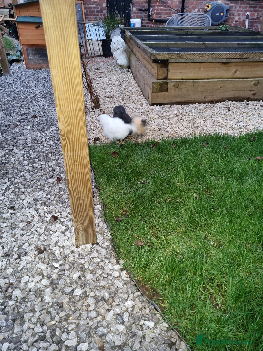 Chickens poultry for sale: Silkie/bantam  - Advert 2