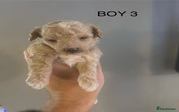 Poochon dogs for sale: Miniature toy poochons - Image 10