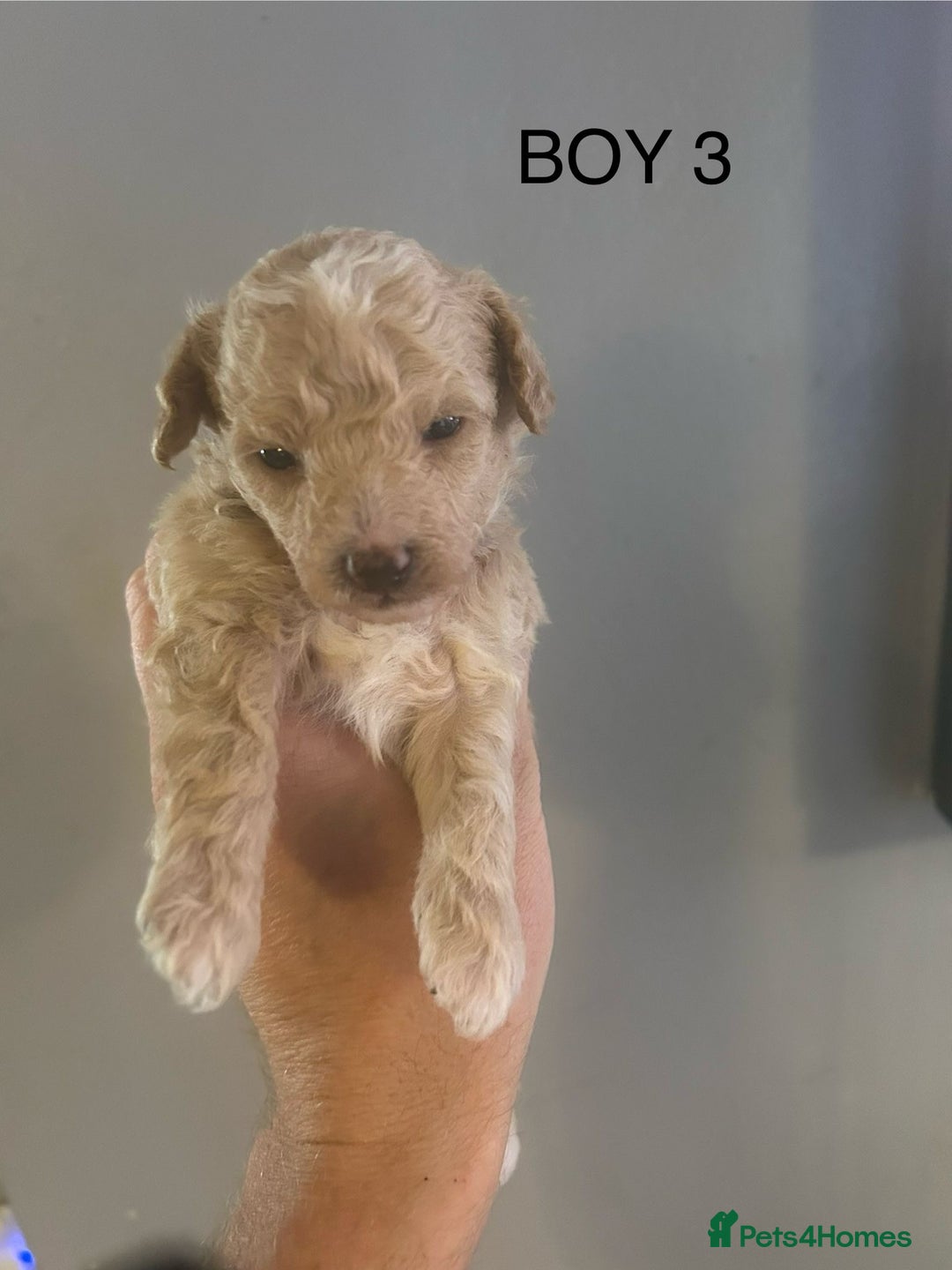 Poochon dogs for sale: Miniature toy poochons - Image 10