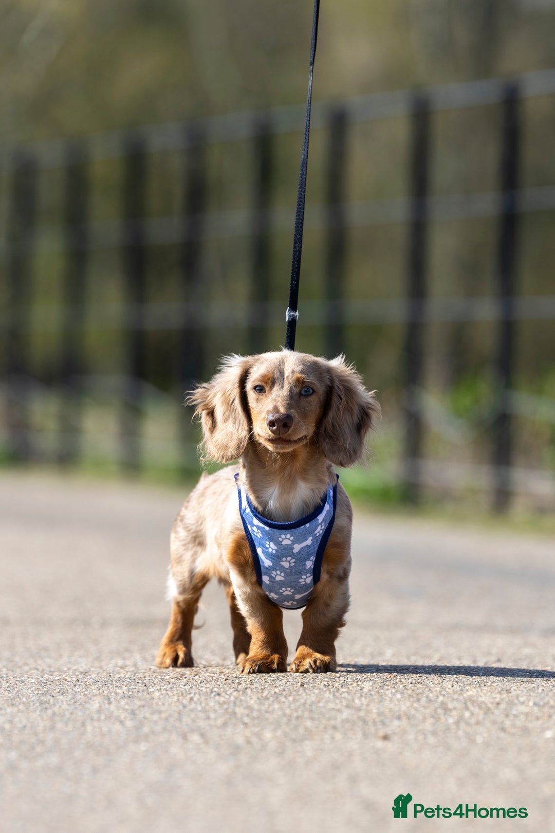 Miniature Dachshund dogs for stud: Chocolate Dapple mini dachshund stud  - Advert 16