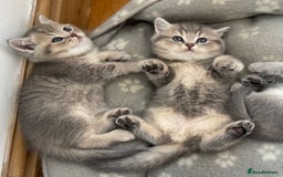 British Shorthair cats for sale: Active Blue Golden Tipped British Shorthair MARCUS - Image 14